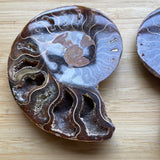Ammonite