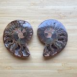 Ammonite