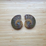 Ammonite