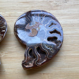 Ammonite