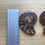Ammonite