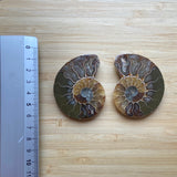 Ammonite